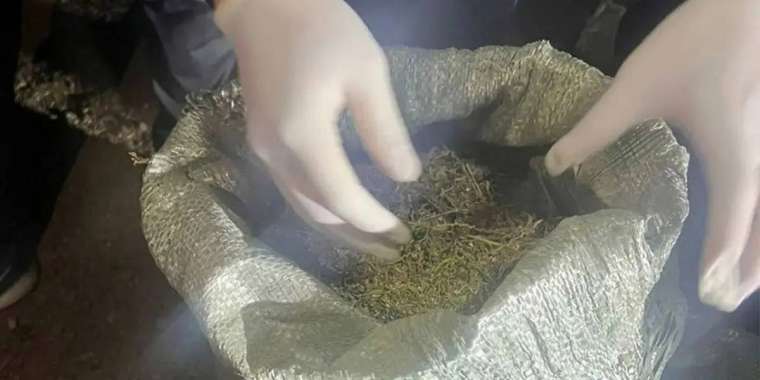 Қазақстан марихуананы заңдастыра ма – министрдің орынбасары жауап берді