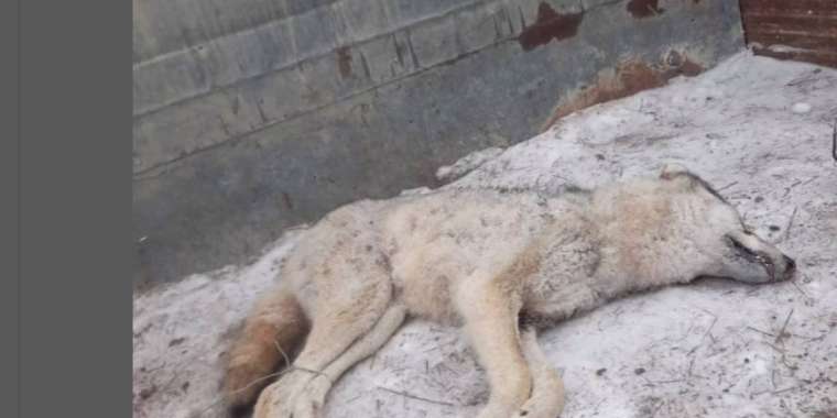 Атырау облысында малшыға қасқыр шапты