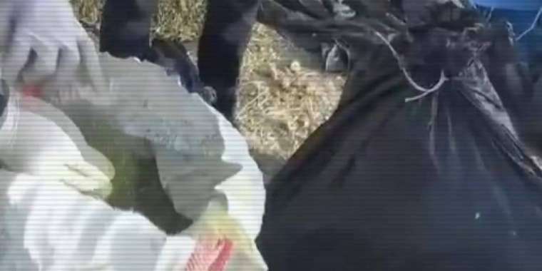 Шуда 100 келі марихуана табылды