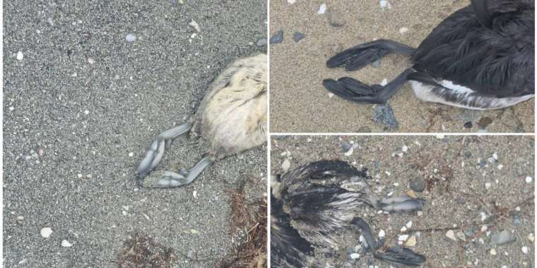 Ақтаудағы қымбат қонақүй маңында ондаған өлі құс табылды