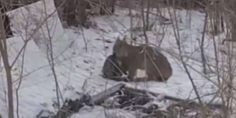 Шығыс Қазақстан ауылдарына сілеусін шабуылдады