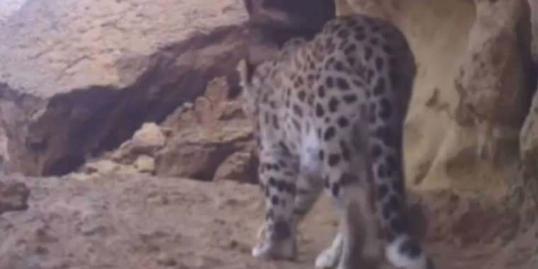 Үстіртте Орталық Азия барысы қайта бой көрсетті