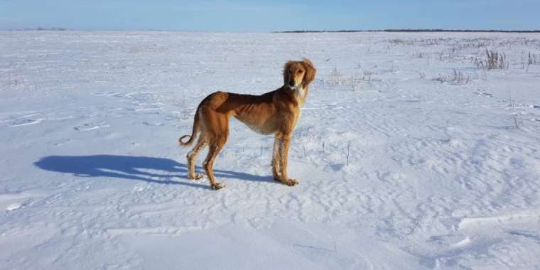 «Қазақ тазысына» арнайы патент берілді