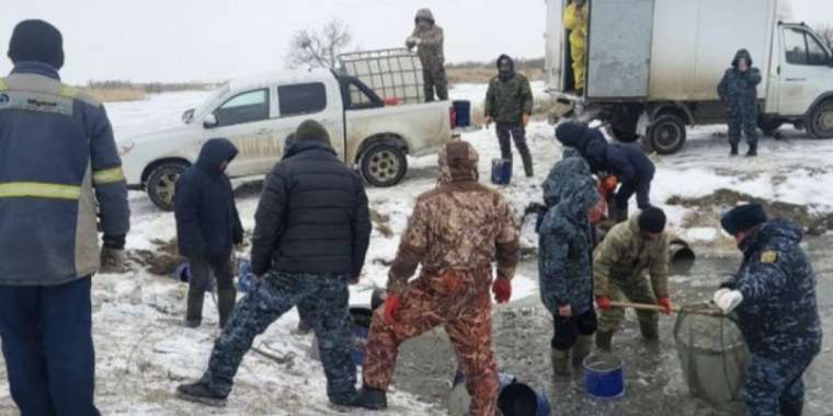 Атырау облысында 3 млн-нан аса шабақ құтқарылды