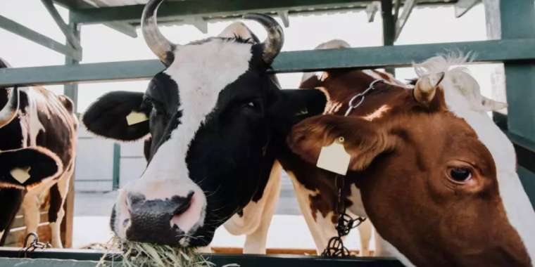 Шетелден 10 млрд теңгеге ұрық аламыз - депутат