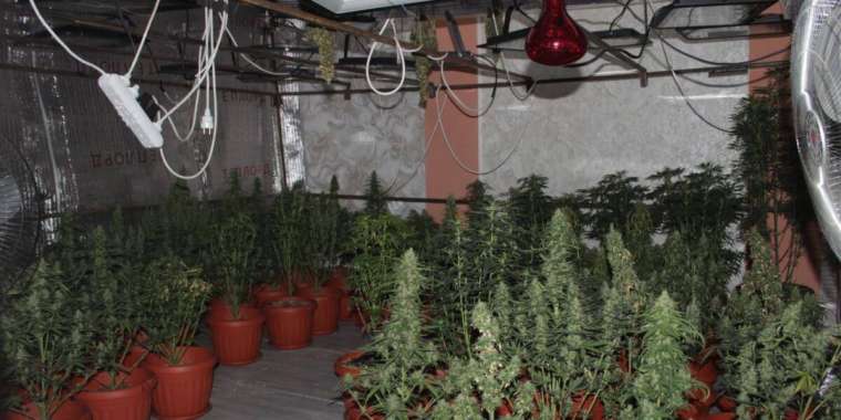 Қызылордада полиция есірткі фитозертханасын жапты