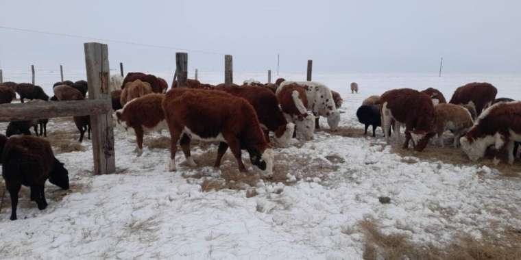 Катонқарағайда мал ұрлығы тыйылмай тұр