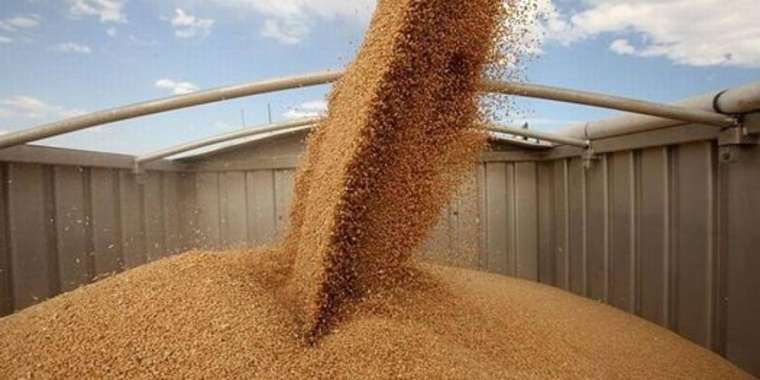 Диқандар былтыр 9 айда 4 млн тонна дәнді-дақыл экспорттаған
