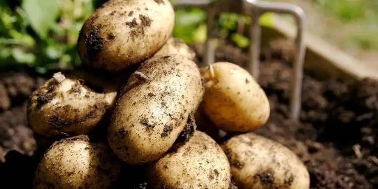 Өзбекстанмен шекарада мыңдаған тонна картоп шіріп кетті