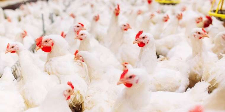 Отандық құс етінен бактерия шығуына түсініктеме берілді