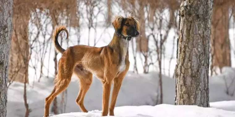 Енді мерекелер тізіміне тазы мен төбет күні қосылмақ