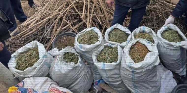 Үш облыста ірі есірткі зертханалары жойылды