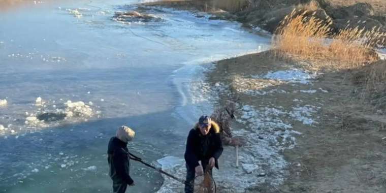 Атырауда мөңке балықтарының шабағы қырылып жатыр
