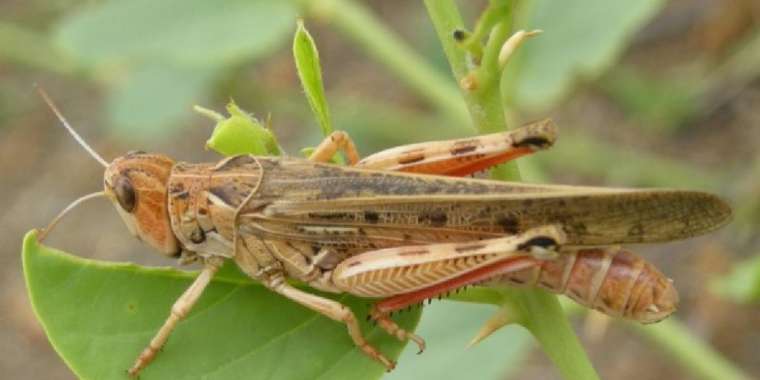 Ел Үкіметі шегірткемен күресу үшін биыл 7 млрд теңге бөледі