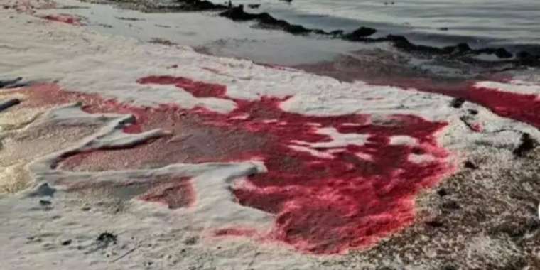 Каспий теңізінің суы қанқызыл түске боялды. Бұл ненің белгісі?  (ВИДЕО)