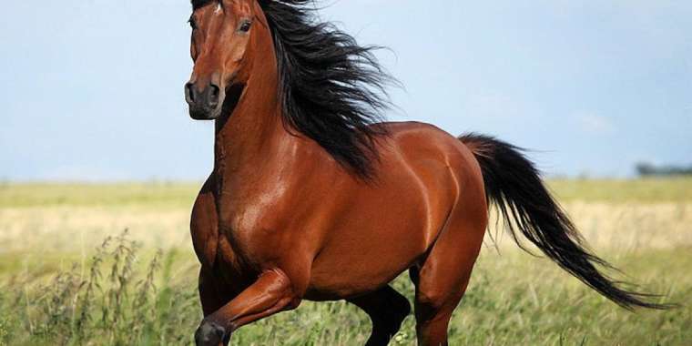 Ұларбек Нұрғалым. Қар суымен кеткен жылқы