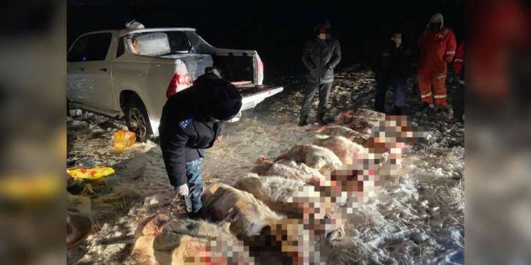 Ақтөбе облысында ақбөкендерді атқан браконьерлер ұсталды