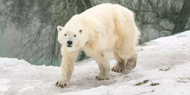 Әйгілі Алматы зообағы басқа қалаға көшіріле ме?