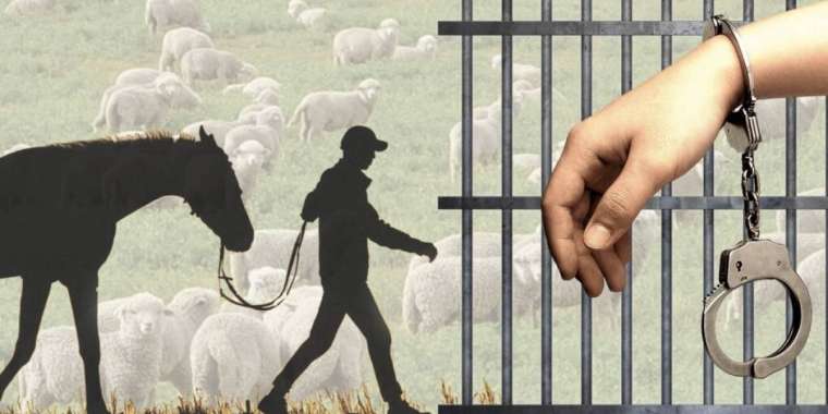 Шекарадан заңсыз шығарылған мал қай елдерге сатылады?– ҰҚК