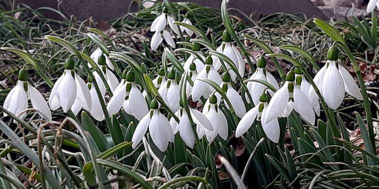 Шымкентте бәйшешек гүлдей бастады