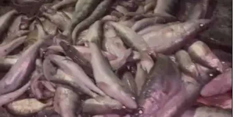 Жетісулық браконьерлерден 200 келіден астам балық тәркіленді