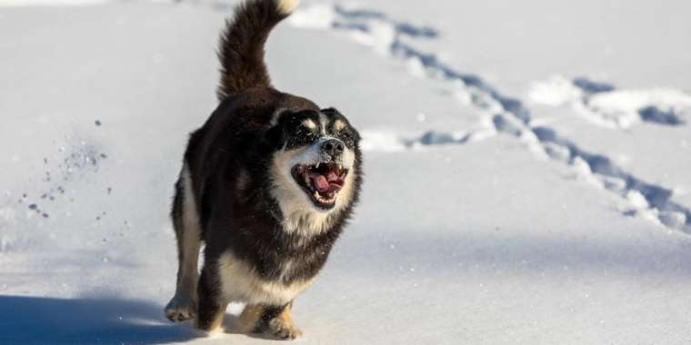 Нағыз үйдегі лесбияндық бейнелерді қараңыз