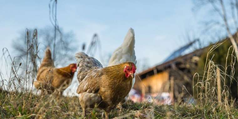 Байден Трамп билікке келер алдында 8 млн тауықтың көзін жойған