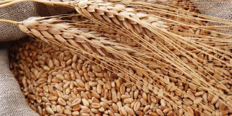 Ресей Қазақстаннан бидай экспорттауға тыйым салды