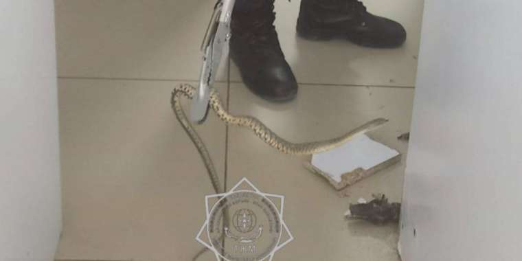 Тараздағы сауда үйлерінің бірінде жылан табылды