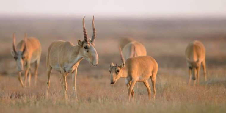 Экология министрі киікті санын реттеудің екі жолын айтты