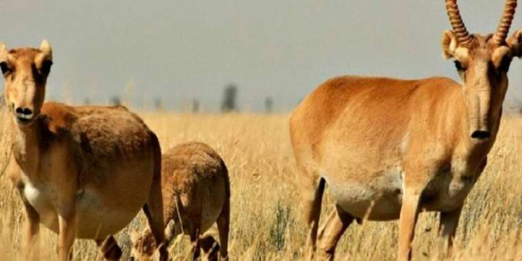 Киіктер қырылып жатыр: министрлік пікір білдірді