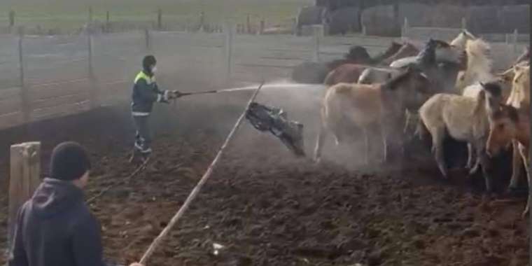 ​Атырау облысында кене көбейіп, киік қырылып жатыр