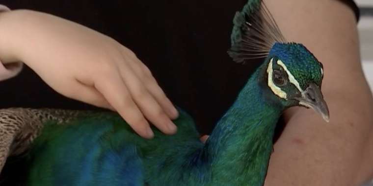 Тосын жайт: Алматы көшелерінен иесіз жүрген тауыс табылды