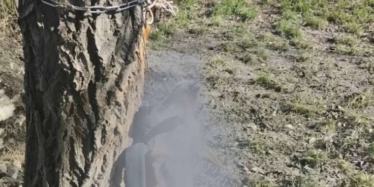 Семейде итті шынжырға асып қойған қаскөйдің жеке басы анықталды