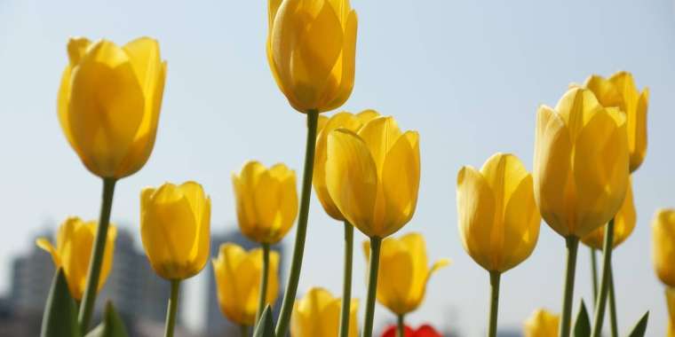 Қызғалдақ дауы: тағы бір әкім жазалануы мүмкін