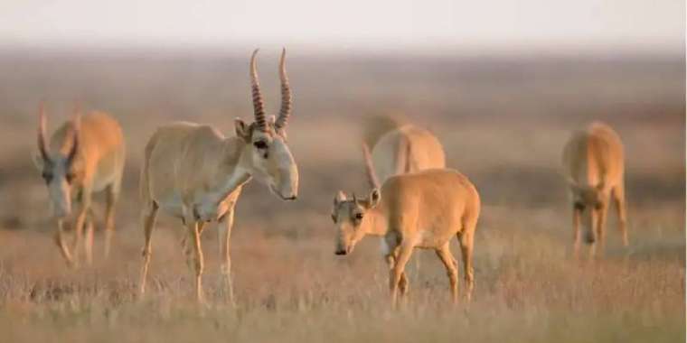 Ақбөкенді атқандар сотталып кетті