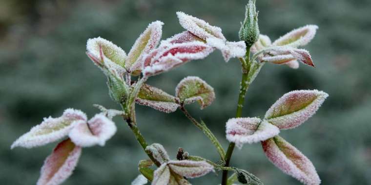 Еліміздің қай аймағында үсік жүретіні белгілі болды