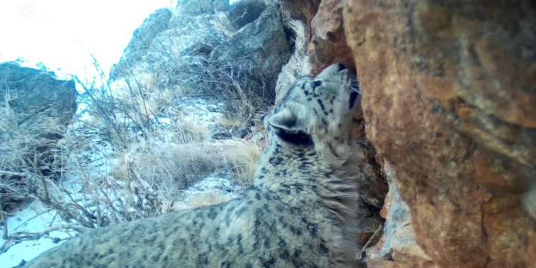 Сайрам-Өгем ұлттық паркінде "тау падишасы" фототұзаққа түсті