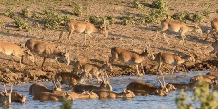 Қазақстан мен Ресей киіктерге қатысты келіссөз жүргізіп жатыр