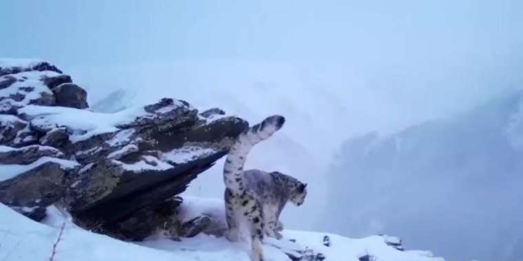 Қатонқарағай ұлттық паркінде қар барысы фототұзаққа түсті