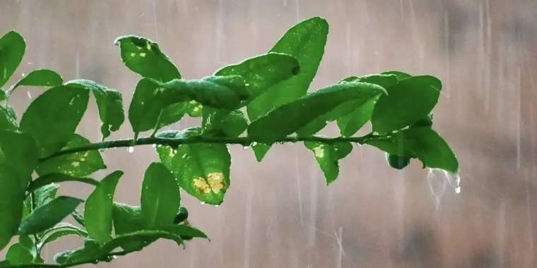 Алдағы күндері күн күркіреп, жаңбыр жауады