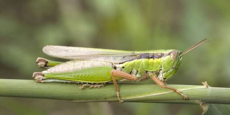 Елімізде шегірткемен күреске бюджеттен қанша бөлінді?