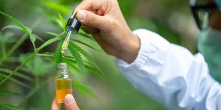 Қазақстанда медициналық мақсатта қарасора өсіріледі