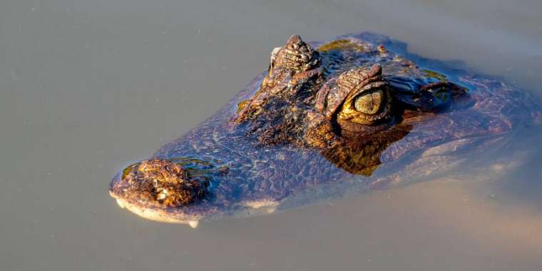 Германияда қолтырауынның басын сақтаған қазақстандық ұсталды