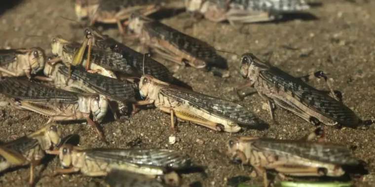 Түркістан облысында марокко шегірткесі қаптады