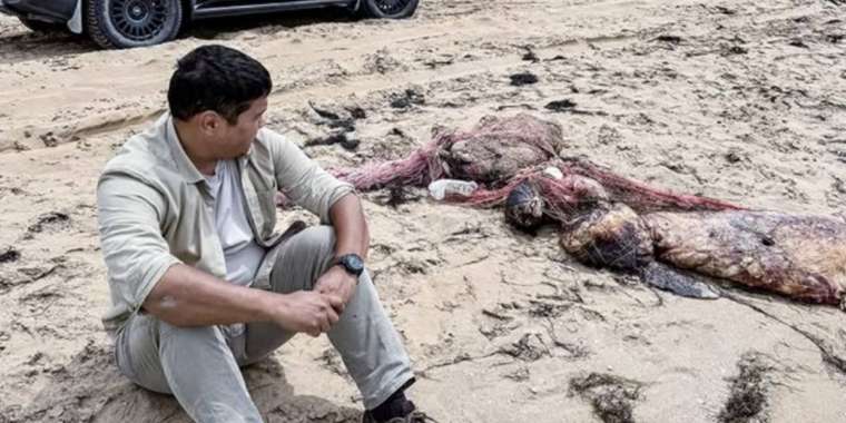 Каспий жағалауынан екі мыңнан аса итбалықтың өлексесі табылған