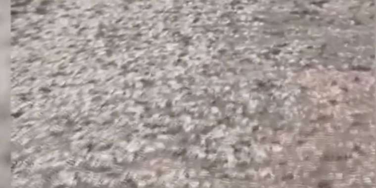 Қарағанды облысындағы үш ауданда шегіртке жайылым мен шабындықты жайпап жатыр