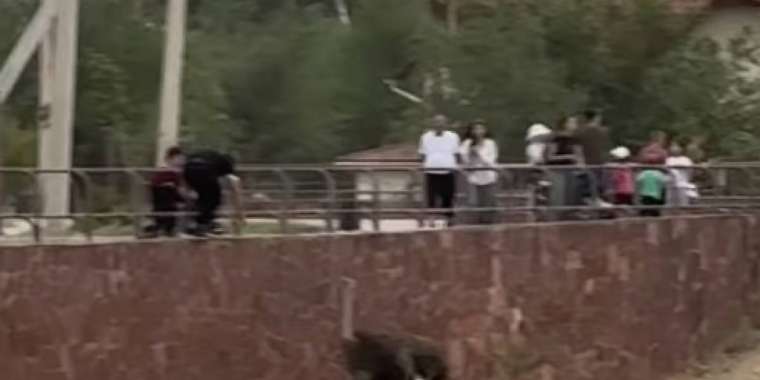 Шымкент зообағында жасөспірім түйеқұсты тепкен - видео