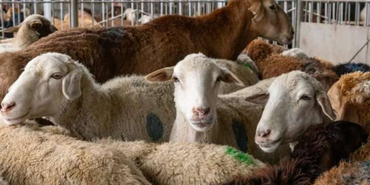 Құрбандықты кімдер шала алады?