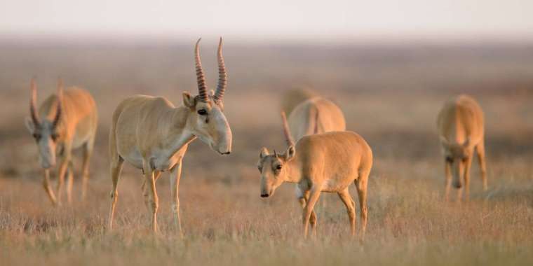 Киік еті ақыры бөлшек саудада сатылмақ